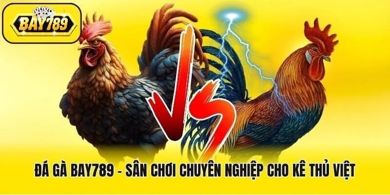 Đá gà Bay789 – Sân chơi dành cho kê thủ Việt 